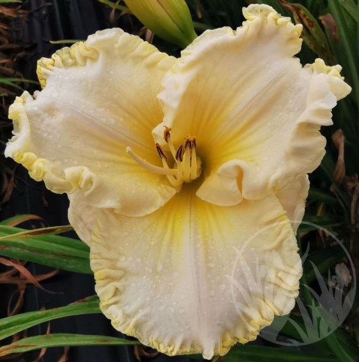 Victorian Lace u Nejedla IMG_20210806_161826 upr